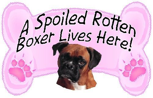 Boxer Dog Spoiled Rotten Funny Magnet  